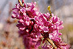 Chinese redbud cultivar named Don Egolf