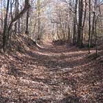 Photo of swale through forest of bare trees