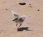 Piping plover chick.  Photo by USFWS; Joel Trick