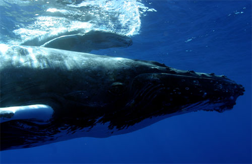 Mother and Calf near Maui, Hawaii (Photo by Ed Lyman)