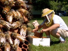 Composite image of honeybees on honeycomb and beekeeper opening hive