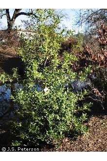 Photo of Umbellularia californica (Hook. & Arn.) Nutt.