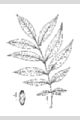 View a larger version of this image and Profile page for Carya illinoinensis (Wangenh.) K. Koch