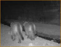 mountain lion using a protective crossing