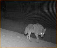 wolf using a protective crossing