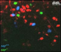 A pair of normal T cells (blue) and B cells (red) depicted at the right of this view stay together for extended periods of time, while SAP-deficient T cells (green) do not stay with the B cells (red). The SAP-deficient T cells are unable to send signals to cause the pair to differentiate into germinal centers which provide long-lasting antibody immunity.