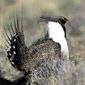 Sage grouse near Rawlins, Wyoming.