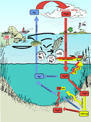 illustration of the mercury cycle in the Everglades