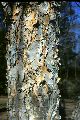 View a larger version of this image and Profile page for Betula nigra L.