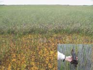 photo of vegetation at the edge of the Squawk Creek fire, inset photo of burned sawgrass stem