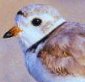 piping plover