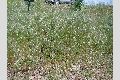 View a larger version of this image and Profile page for Bromus tectorum L.