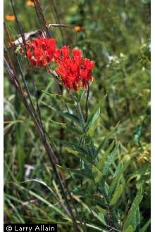 Photo of Asclepias tuberosa L.