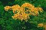 View a larger version of this image and Profile page for Asclepias tuberosa L.