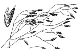 Line Drawing of Eragrostis trichodes (Nutt.) Alph. Wood