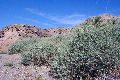 View a larger version of this image and Profile page for Atriplex lentiformis (Torr.) S. Watson