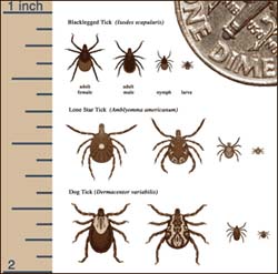 Graphic: Tick sizes