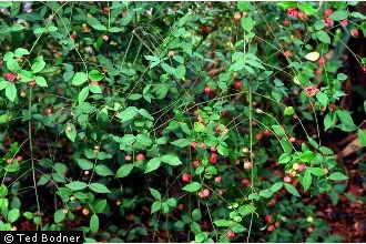 Photo of Euonymus americanus L.