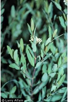 Photo of Apocynum cannabinum L.