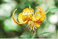 View a larger version of this image and Profile page for Lilium pardalinum Kellogg