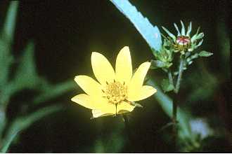 Photo of Bidens aristosa (Michx.) Britton