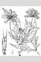 View a larger version of this image and Profile page for Bidens aristosa (Michx.) Britton
