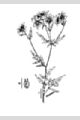 View a larger version of this image and Profile page for Bidens aristosa (Michx.) Britton