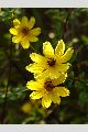 View a larger version of this image and Profile page for Bidens aristosa (Michx.) Britton