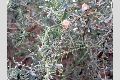 View a larger version of this image and Profile page for Atriplex canescens (Pursh) Nutt.