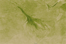 Kalahari and Okavango Delta