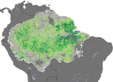 Seasonal Swings in Amazon Leaf Area