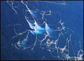 Plankton Blooms, Capricorn Channel