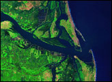 Mangrove Forests in Culladore, India 