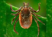 Western blacklegged tick