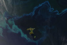 Plankton Bloom Surrounds Chatham Islands