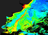 Phytoplankton near Argentina