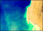 Phytoplankton off the West Coast of Africa