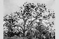 View a larger version of this image and Profile page for Quercus alba L.