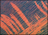 Fire Scars in Australia's Simpson Desert