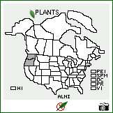 Distribution of Allium nigrum L.. . Image Available. 