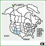 Distribution of Eriogonum subreniforme S. Watson. . Image Available. 