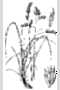 View a larger version of this image and Profile page for Dactylis glomerata L.