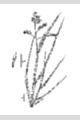 View a larger version of this image and Profile page for Dactylis glomerata L.