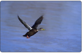 The American Black Duck is one of hundreds of species to benefit from wetlands conservation grants under the North American Wetlands Conservation Act.  (photo credit: Steve Maslowski-FWS)