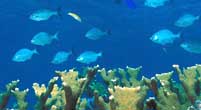 Coral reef and fish