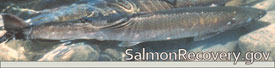 Salmon Recovery.gov