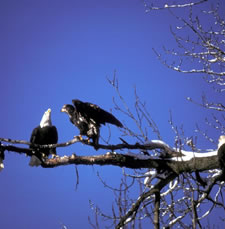 Bald Eagle and fledgling