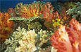 Coral Reef Conservation