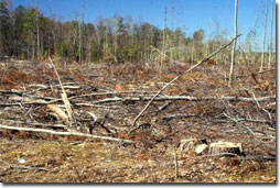 A clearcut forest