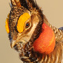 (CU) An adult male lesser prairie chicken displays on a lek.